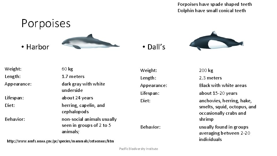 Porpoises have spade shaped teeth Dolphin have small conical teeth Porpoises • Harbor Weight: