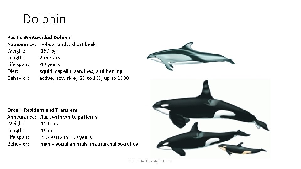 Dolphin Pacific White-sided Dolphin Appearance: Robust body, short beak Weight: 150 kg Length: 2