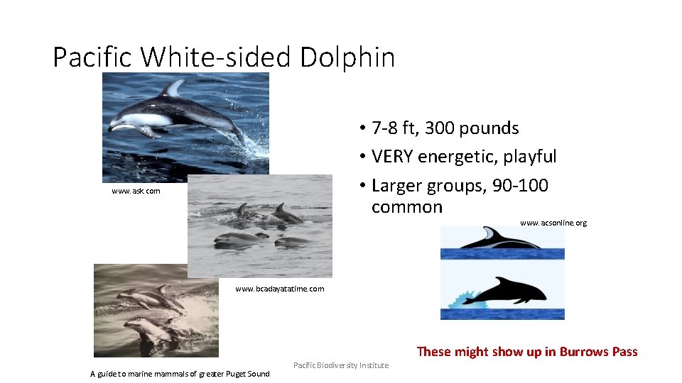 Pacific White-sided Dolphin • 7 -8 ft, 300 pounds • VERY energetic, playful •
