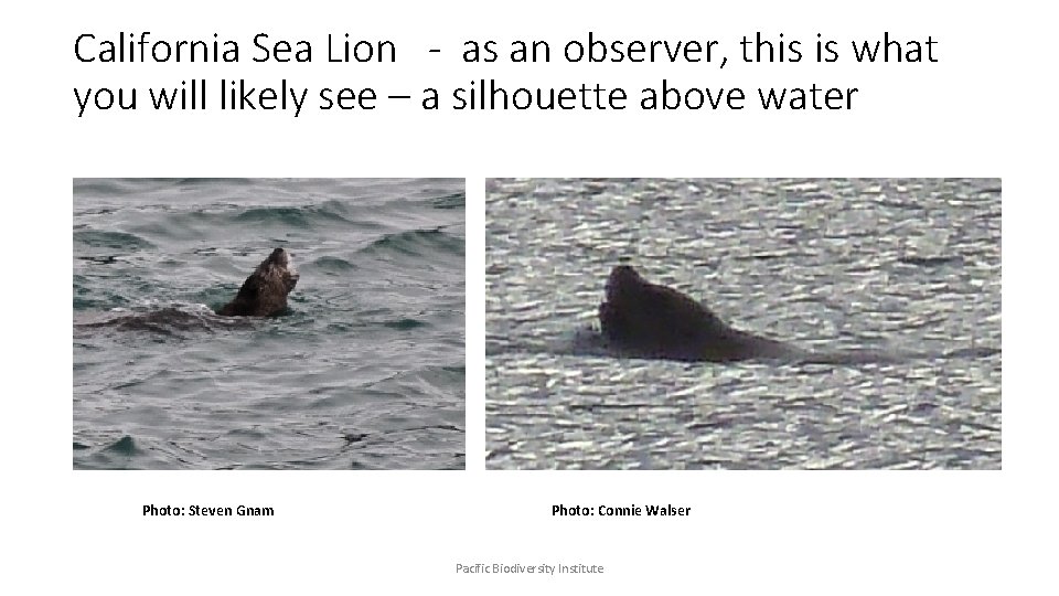 California Sea Lion - as an observer, this is what you will likely see
