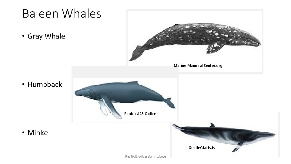 Baleen Whales • Gray Whale Marine Mammal Center. org • Humpback Photos ACS Online