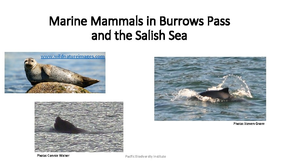 Marine Mammals in Burrows Pass and the Salish Sea www. wildnatureimages. com Photo: Steven