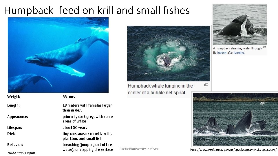 Humpback feed on krill and small fishes Weight: 33 tons Length: 18 meters with