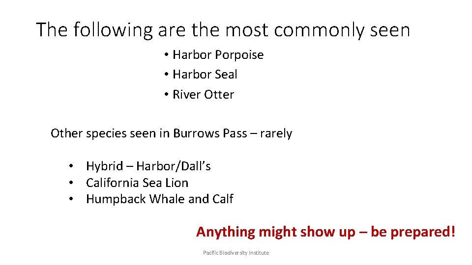 The following are the most commonly seen • Harbor Porpoise • Harbor Seal •