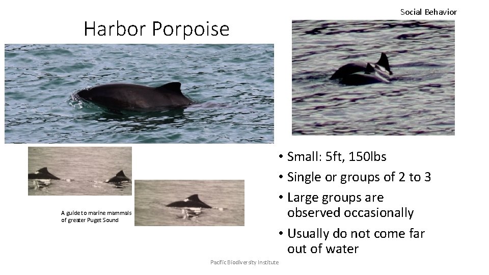 Social Behavior Harbor Porpoise A guide to marine mammals of greater Puget Sound •