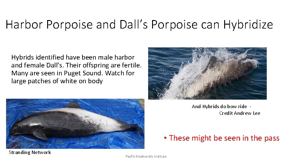 Harbor Porpoise and Dall’s Porpoise can Hybridize Hybrids identified have been male harbor and