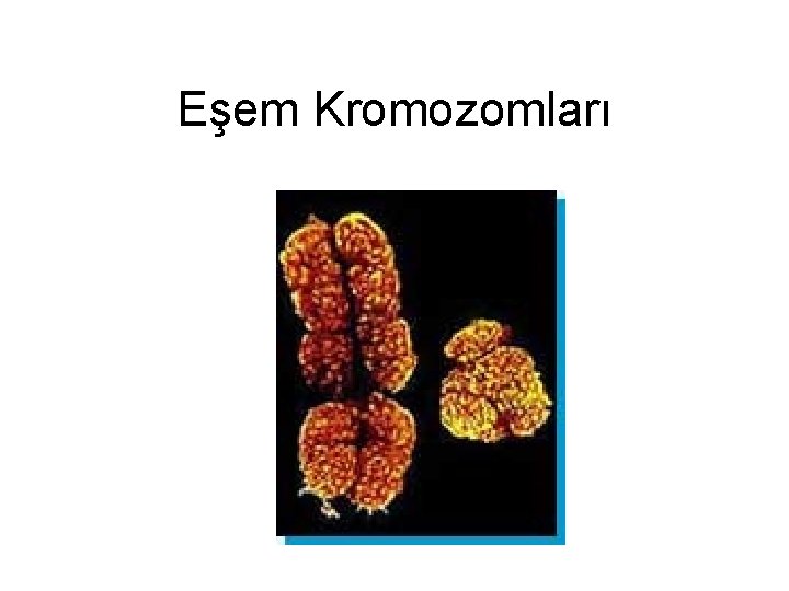 Eşem Kromozomları 