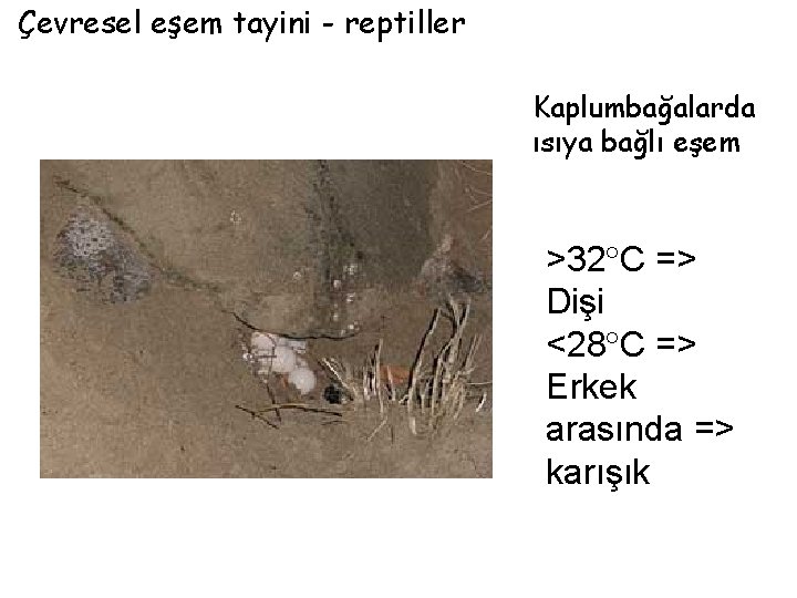 Çevresel eşem tayini - reptiller Kaplumbağalarda ısıya bağlı eşem >32 C => Dişi <28
