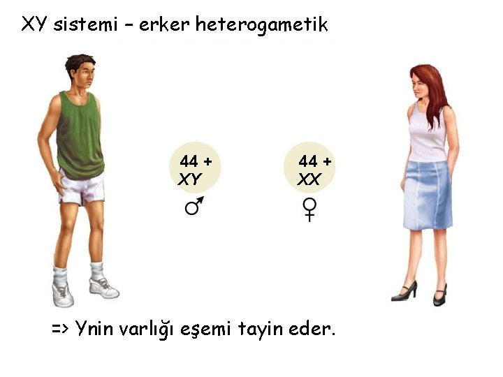 XY sistemi – erker heterogametik 44 + XY 44 + XX => Ynin varlığı