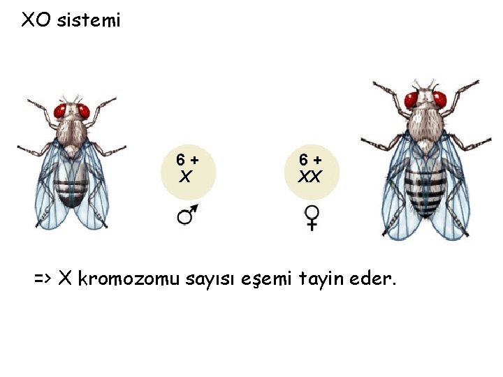 XO sistemi 6+ XX => X kromozomu sayısı eşemi tayin eder. 