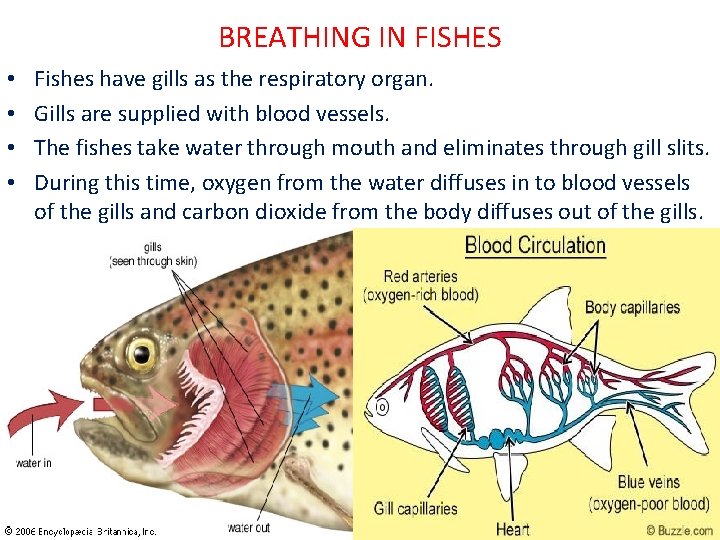 BREATHING IN FISHES • • Fishes have gills as the respiratory organ. Gills are