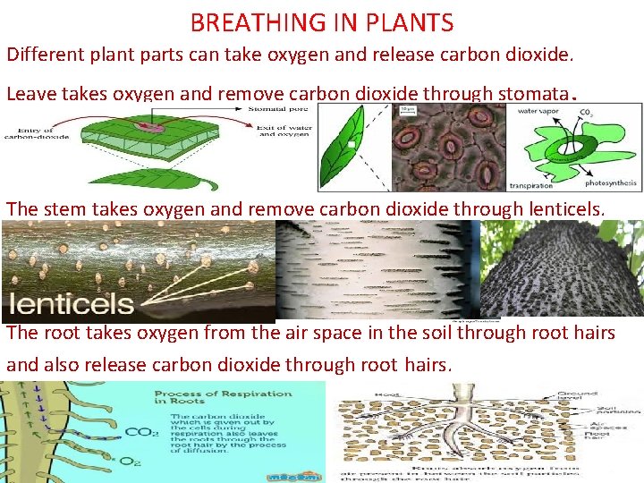 BREATHING IN PLANTS Different plant parts can take oxygen and release carbon dioxide. Leave