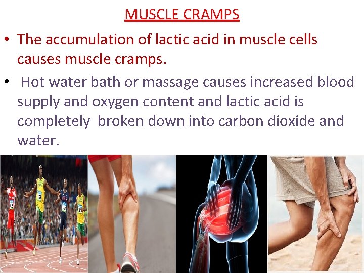 MUSCLE CRAMPS • The accumulation of lactic acid in muscle cells causes muscle cramps.