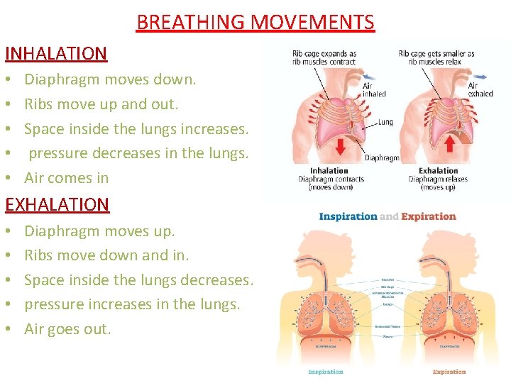 BREATHING MOVEMENTS INHALATION • • • Diaphragm moves down. Ribs move up and out.