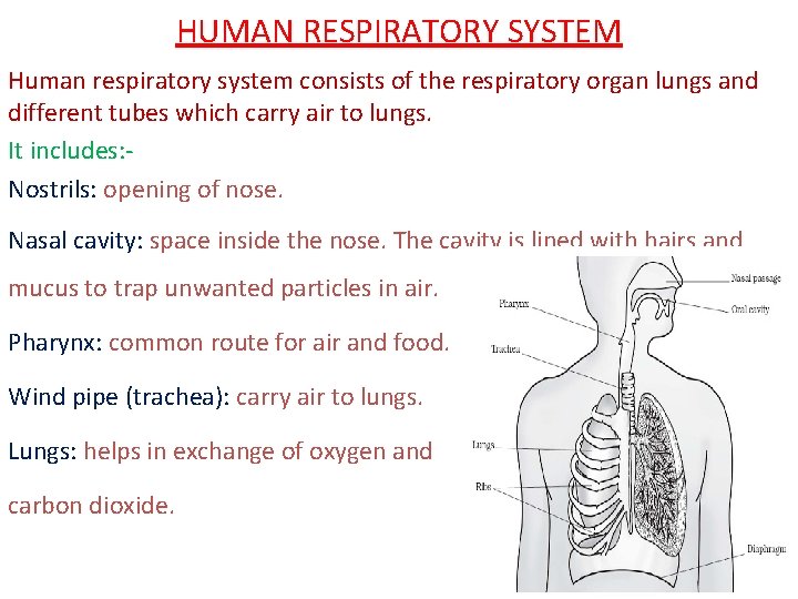 HUMAN RESPIRATORY SYSTEM Human respiratory system consists of the respiratory organ lungs and different