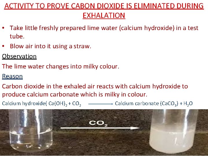 ACTIVITY TO PROVE CABON DIOXIDE IS ELIMINATED DURING EXHALATION • Take little freshly prepared