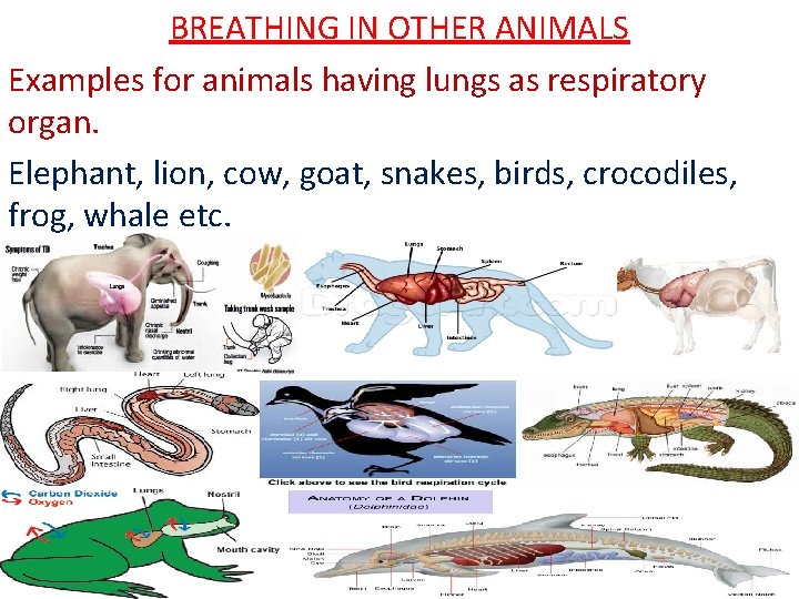 BREATHING IN OTHER ANIMALS Examples for animals having lungs as respiratory organ. Elephant, lion,