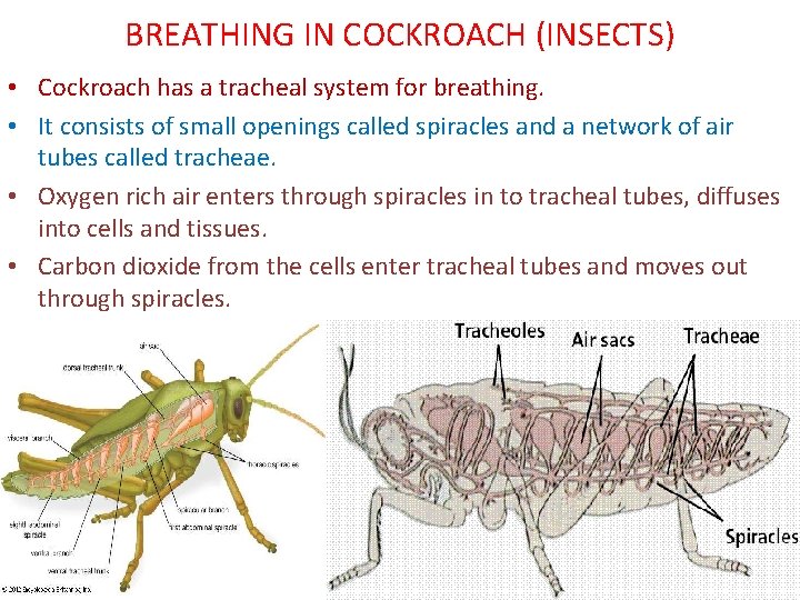 BREATHING IN COCKROACH (INSECTS) • Cockroach has a tracheal system for breathing. • It