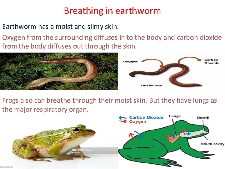 Breathing in earthworm Earthworm has a moist and slimy skin. Oxygen from the surrounding