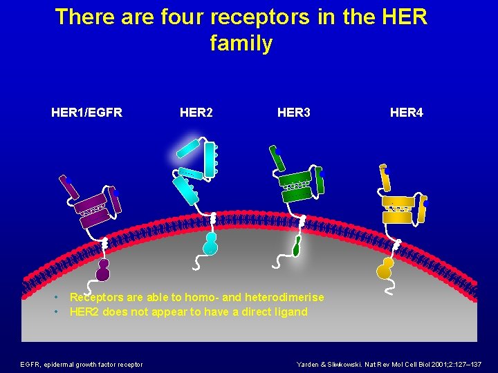There are four receptors in the HER family HER 1/EGFR • • HER 2