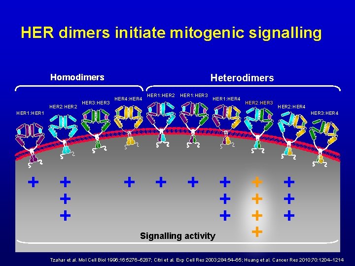 HER dimers initiate mitogenic signalling Homodimers HER 2: HER 2 HER 3: HER 3