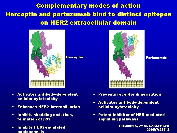 Complementary modes of action Herceptin and pertuzumab bind to distinct epitopes on HER 2