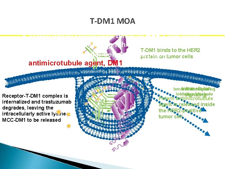 T-DM 1 MOA • Trastuzumab component binds to HER 2 and leads to downstream