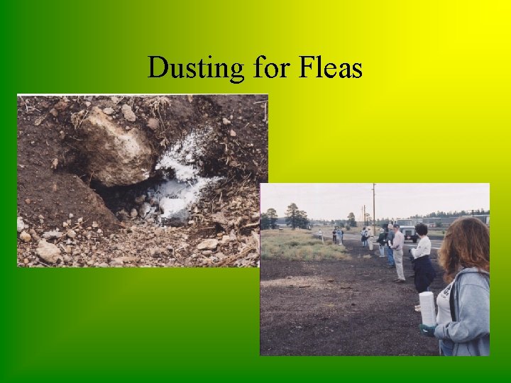 Dusting for Fleas 