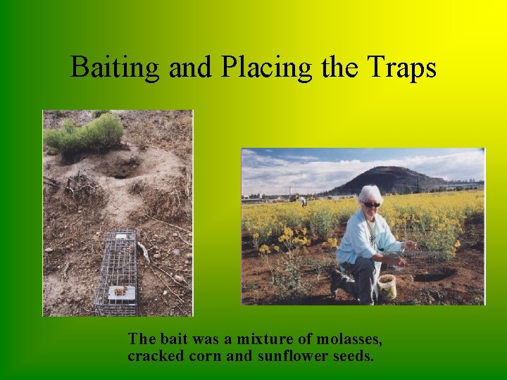 Baiting and Placing the Traps The bait was a mixture of molasses, cracked corn