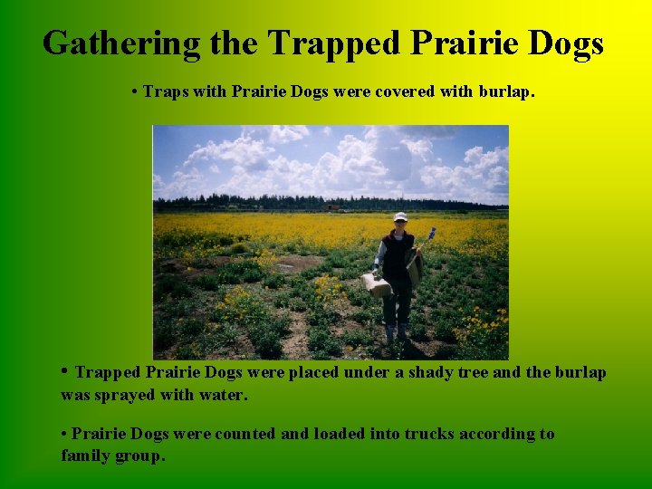 Gathering the Trapped Prairie Dogs • Traps with Prairie Dogs were covered with burlap.