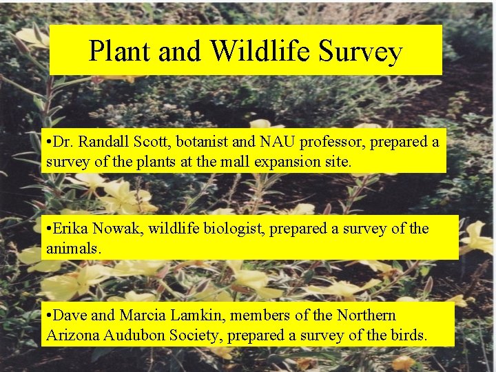 Plant and Wildlife Survey • Dr. Randall Scott, botanist and NAU professor, prepared a