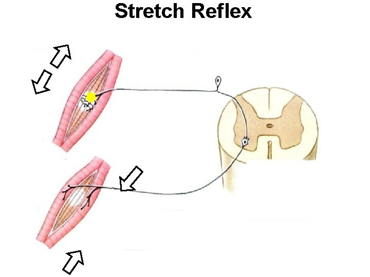 Stretch Reflex Stretch Reflex