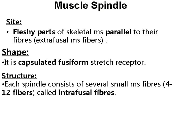 Muscle Spindle Site: • Fleshy parts of skeletal ms parallel to their fibres (extrafusal