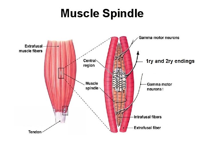 Muscle Spindle Muscle Spindle