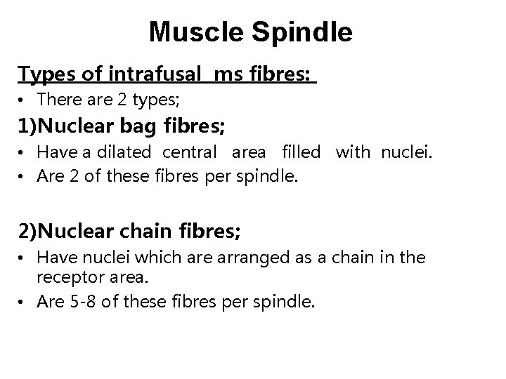 Muscle Spindle Types of intrafusal ms fibres: • There are 2 types; 1)Nuclear bag Muscle Spindle Types of intrafusal ms fibres: • There are 2 types; 1)Nuclear bag