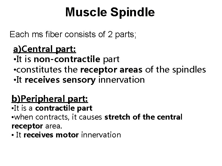 Muscle Spindle Each ms fiber consists of 2 parts; a)Central part: • It is