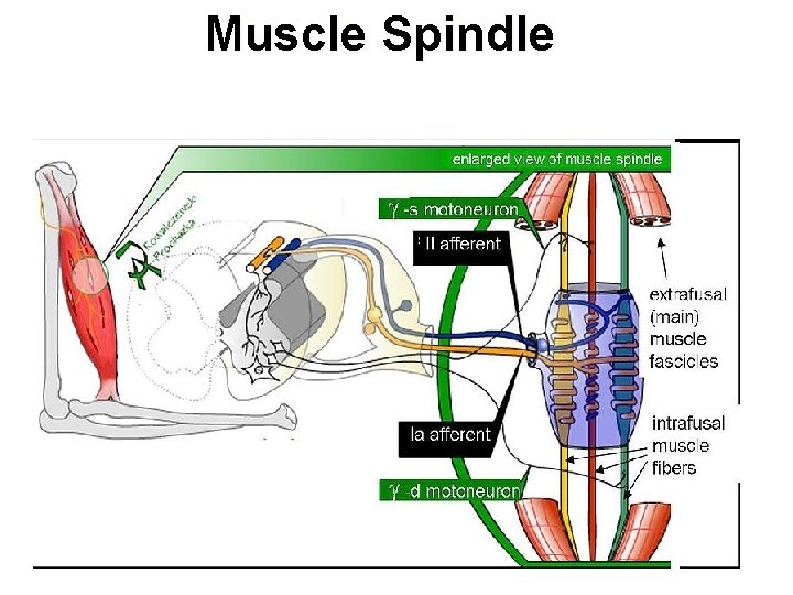 Muscle Spindle 