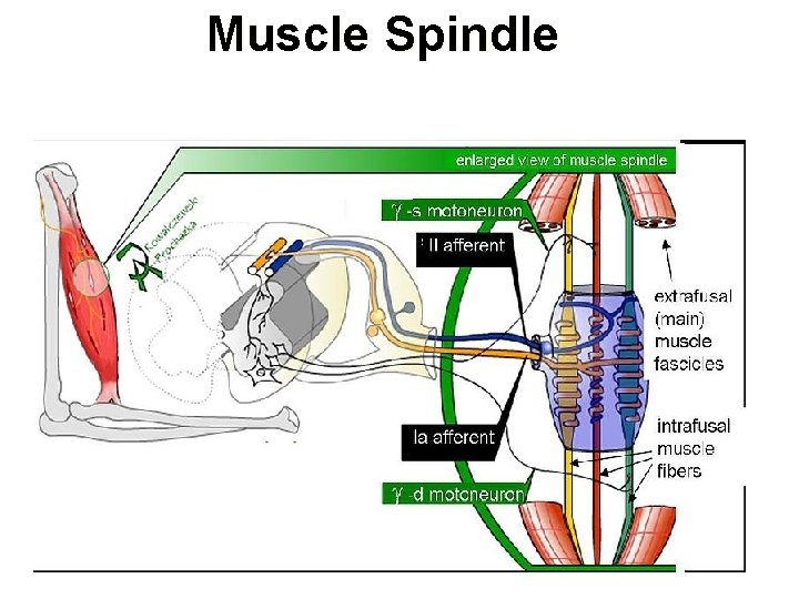 Muscle Spindle Muscle Spindle