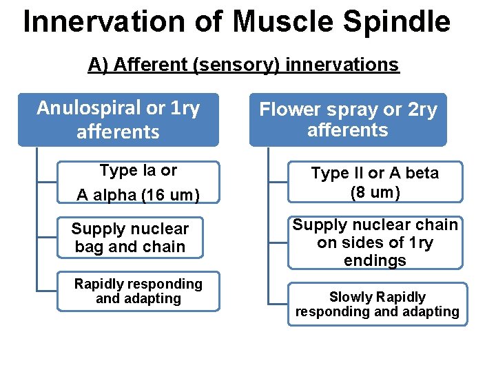 Innervation of Muscle Spindle A) Afferent (sensory) innervations Anulospiral or 1 ry afferents Type Innervation of Muscle Spindle A) Afferent (sensory) innervations Anulospiral or 1 ry afferents Type