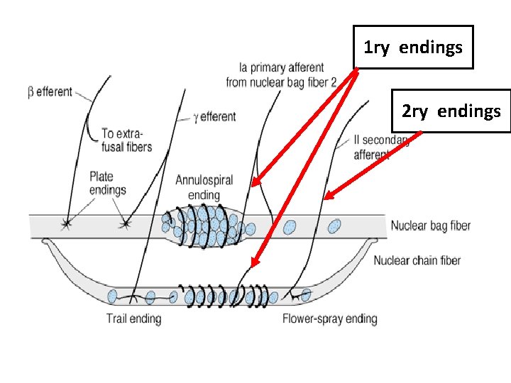 1 ry endings 2 ry endings 