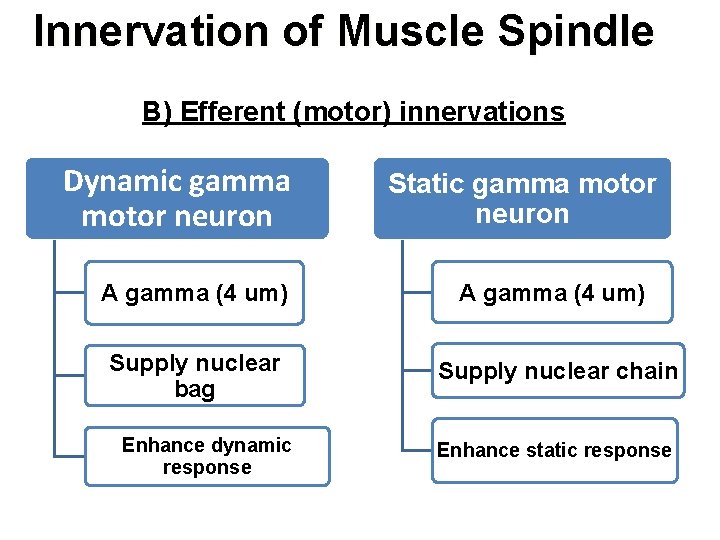 Innervation of Muscle Spindle B) Efferent (motor) innervations Dynamic gamma motor neuron Static gamma