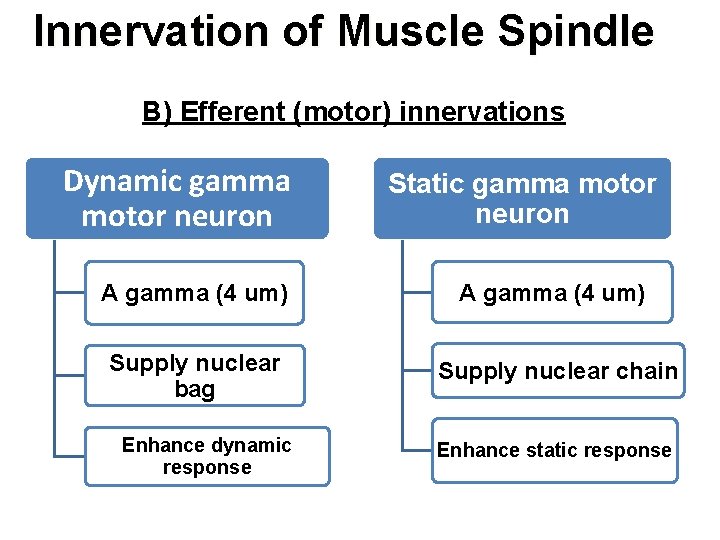 Innervation of Muscle Spindle B) Efferent (motor) innervations Dynamic gamma motor neuron Static gamma Innervation of Muscle Spindle B) Efferent (motor) innervations Dynamic gamma motor neuron Static gamma