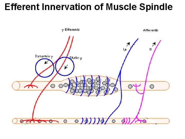 Efferent Innervation of Muscle Spindle 