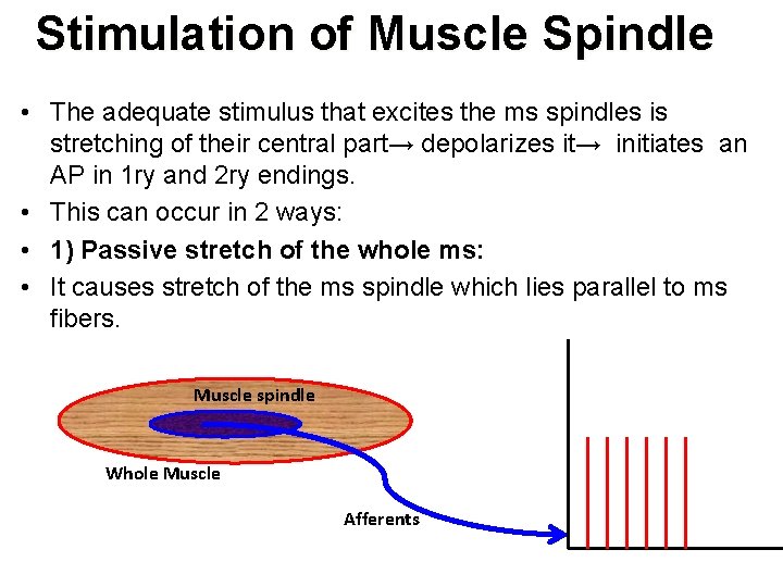 Stimulation of Muscle Spindle • The adequate stimulus that excites the ms spindles is