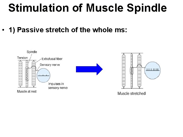 Stimulation of Muscle Spindle • 1) Passive stretch of the whole ms: 