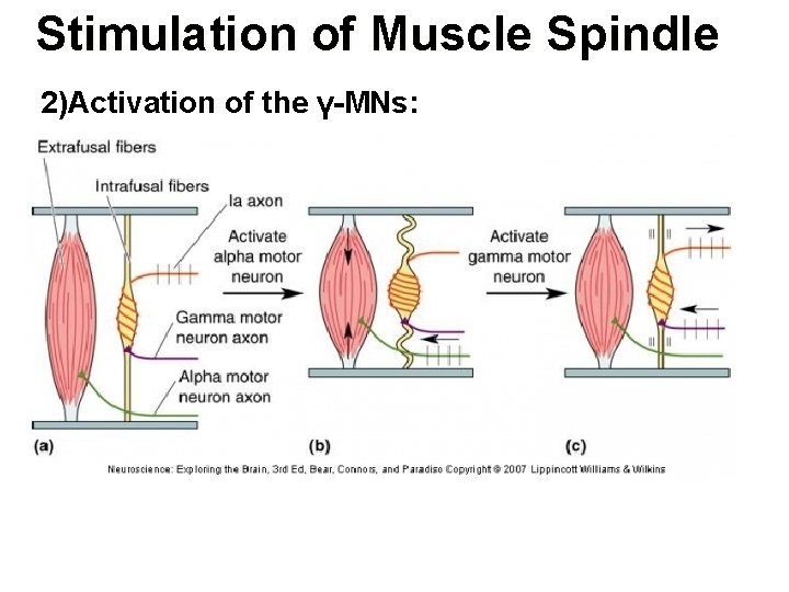 Stimulation of Muscle Spindle 2)Activation of the γ-MNs: 