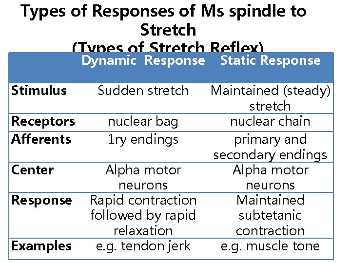 Types of Responses of Ms spindle to Stretch (Types of Stretch Reflex) Dynamic Response