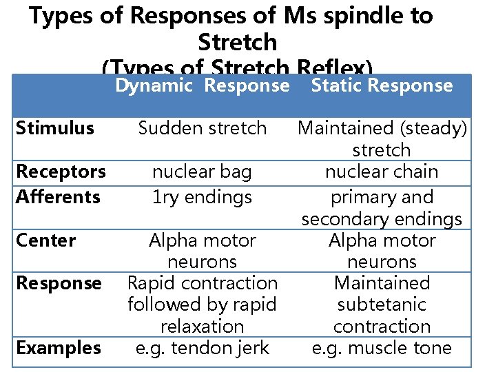 Types of Responses of Ms spindle to Stretch (Types of Stretch Reflex) Dynamic Response Types of Responses of Ms spindle to Stretch (Types of Stretch Reflex) Dynamic Response