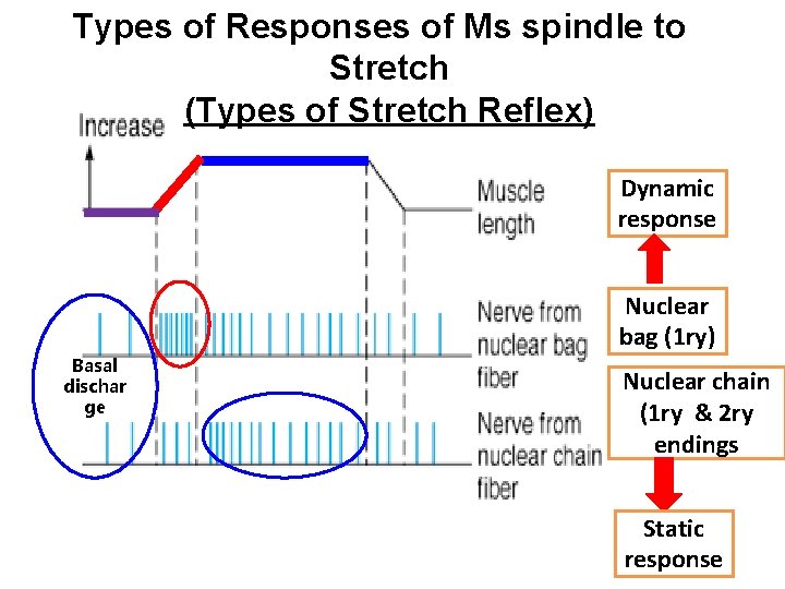 Types of Responses of Ms spindle to Stretch (Types of Stretch Reflex) Dynamic response Types of Responses of Ms spindle to Stretch (Types of Stretch Reflex) Dynamic response
