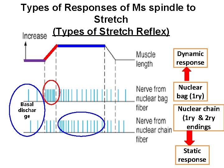 Types of Responses of Ms spindle to Stretch (Types of Stretch Reflex) Dynamic response